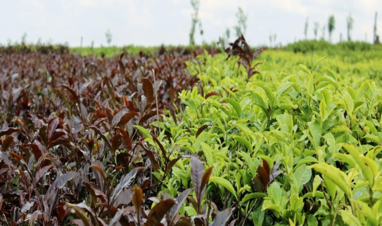 Kenya'nın Mor Çay'ı