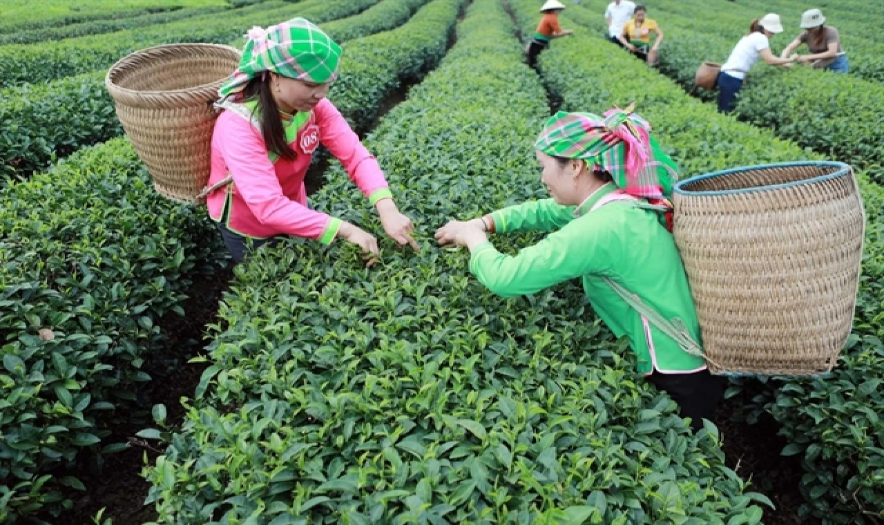 Vietnam dünyanın sekizinci büyük çay ihracatçısı konumuna geldi.