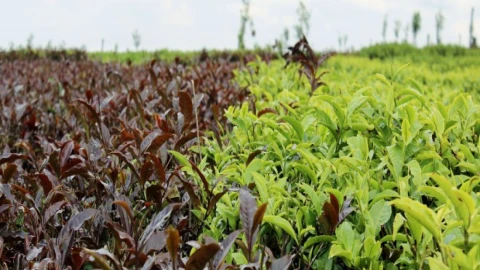 Kenya'nın Mor Çay'ı