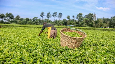 Doğu Afrika çay müzayedeleri satışta zorluk çekiyor