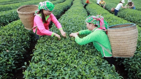 Vietnam dünyanın sekizinci büyük çay ihracatçısı konumuna geldi.