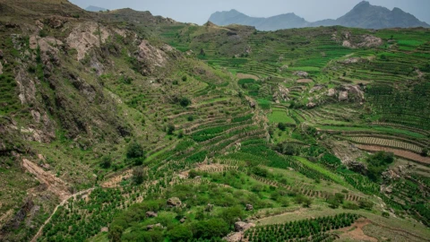 Dünyanın en kurak ve en uç kahve yetiştirme bölgesi Yemen